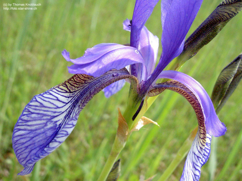 A blue lily
