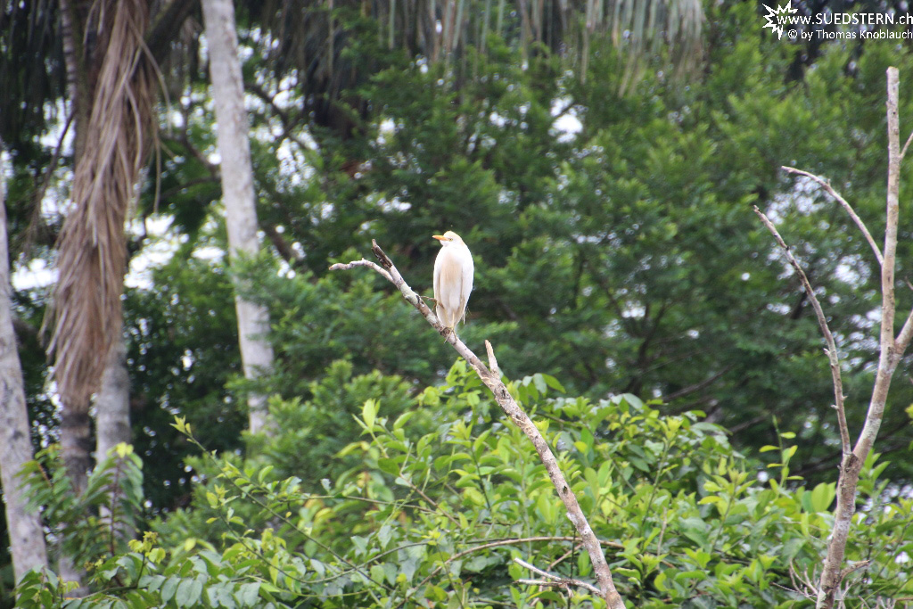 Cuyabeno (Ecuador) - Egret - IMG 5389