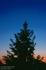 sundown tree 14.06.04 sundown tree 14.06.04