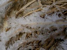 Ice crystalls on blade of grass