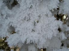 Ice crystalls on fir Ice crystalls on fir