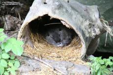 Sleeping beaver