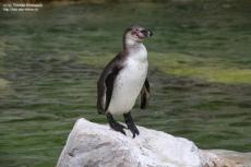 Penguin Penguin