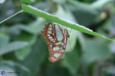 IMG 9589 - Butterfly