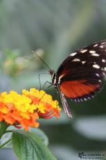 IMG 9604 - Butterfly