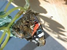 The butterfly is showing his nice wing The butterfly is showing his nice wing