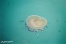 Jellyfish Jellyfish