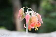 Flower Close up