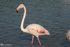 IMG 4162 IMG 4162