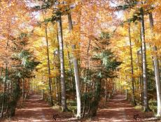 Colored Forest Colored Forest