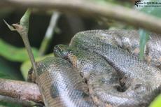 Cuyabeno (Ecuador) -  Baby Anaconda - IMG 5881