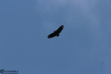 Cuyabeno (Ecuador) - Black Vulture - IMG 5149 Cuyabeno (Ecuador) - Black Vulture - IMG 5149