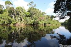 Cuyabeno (Ecuador) - Cuyabeno River - IMG 5135