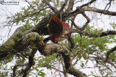 Cuyabeno (Ecuador) - Hoatzin - IMG 5617