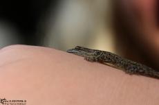 Cuyabeno (Ecuador) - little Lizard - IMG 5166 Cuyabeno (Ecuador) - little Lizard - IMG 5166