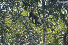 Cuyabeno (Ecuador) - Monkey - IMG 5849