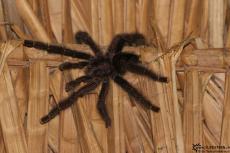 Cuyabeno (Ecuador) - Big Spider - IMG 5554