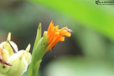 Cuyabeno (Ecuador) - Flower - IMG 5463